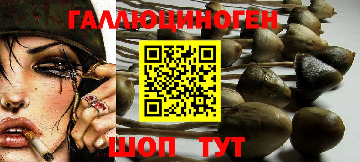 цена наркотик  Вход с VPN  Псилоцибиновые грибы Psilocybe  Алексеевка  Галлюциногенные грибы ЛСД 